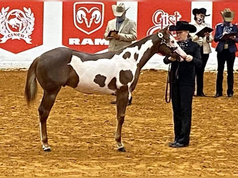 American Quarter Horse Mix Castrone 5 Anni 155 cm in Weatherford, TX