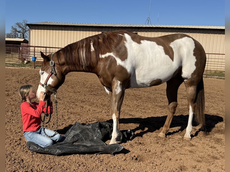 American Quarter Horse Mix Castrone 5 Anni 155 cm in Weatherford, TX