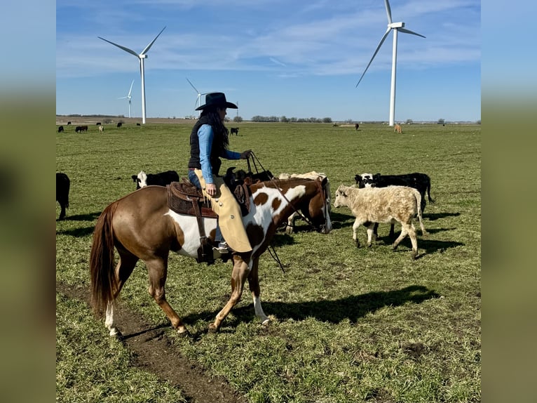 American Quarter Horse Mix Castrone 5 Anni 155 cm in Weatherford, TX