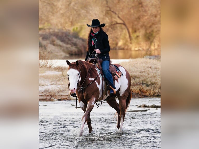 American Quarter Horse Mix Castrone 5 Anni 155 cm in Weatherford, TX