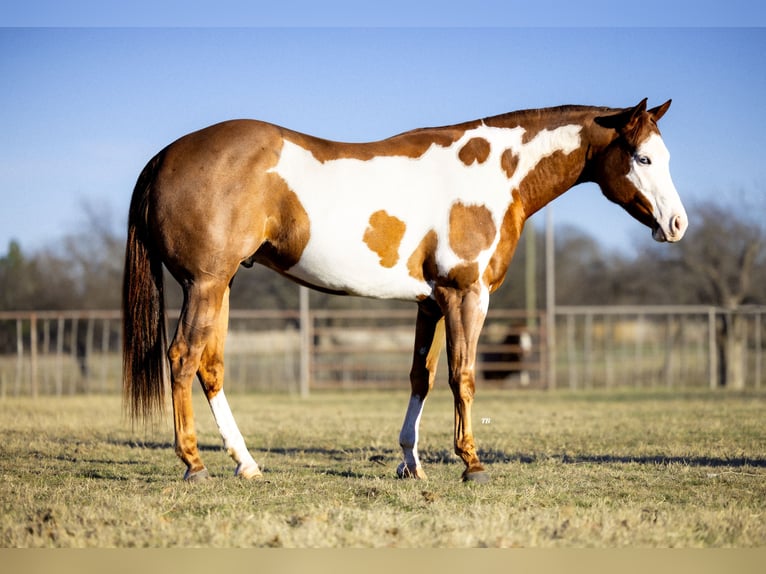 American Quarter Horse Mix Castrone 5 Anni 155 cm in Weatherford, TX