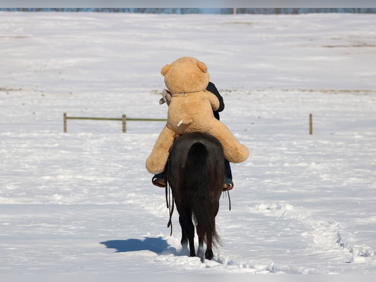 American Quarter Horse Castrone 5 Anni 155 cm Roano blu in Clarion