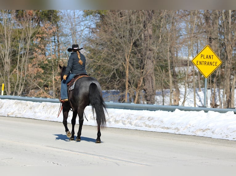 American Quarter Horse Castrone 5 Anni 155 cm Roano blu in Clarion