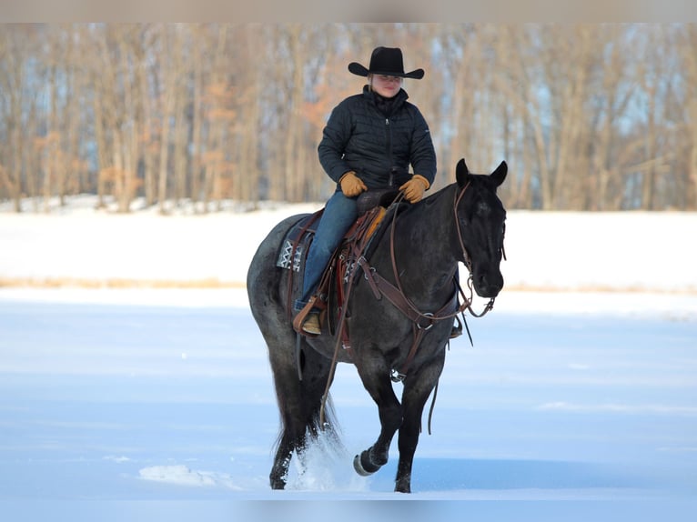 American Quarter Horse Castrone 5 Anni 155 cm Roano blu in Clarion