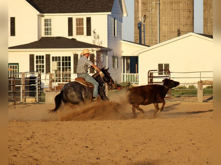 American Quarter Horse Castrone 5 Anni 155 cm Roano blu in La Motte, IA