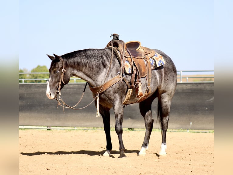 American Quarter Horse Castrone 5 Anni 155 cm Roano blu in La Motte, IA