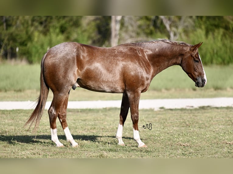 American Quarter Horse Castrone 5 Anni 155 cm Roano rosso in Cresson, TX