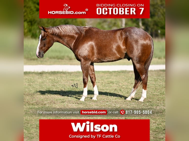 American Quarter Horse Castrone 5 Anni 155 cm Roano rosso in Cresson, TX