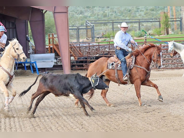 American Quarter Horse Castrone 5 Anni 155 cm Sauro ciliegia in Cave Creek