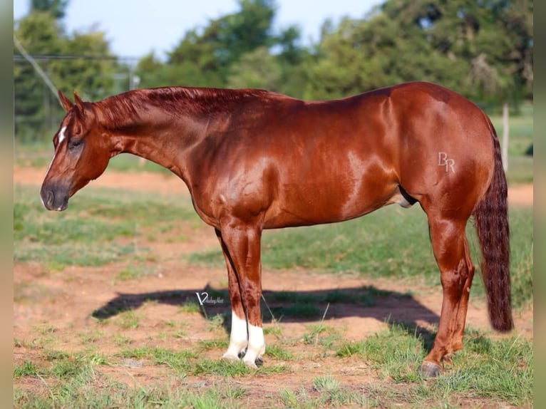 American Quarter Horse Castrone 5 Anni 155 cm Sauro ciliegia in Crowell