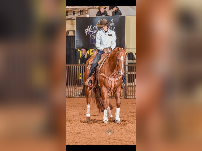 American Quarter Horse Castrone 5 Anni 155 cm Sauro ciliegia in Crowell