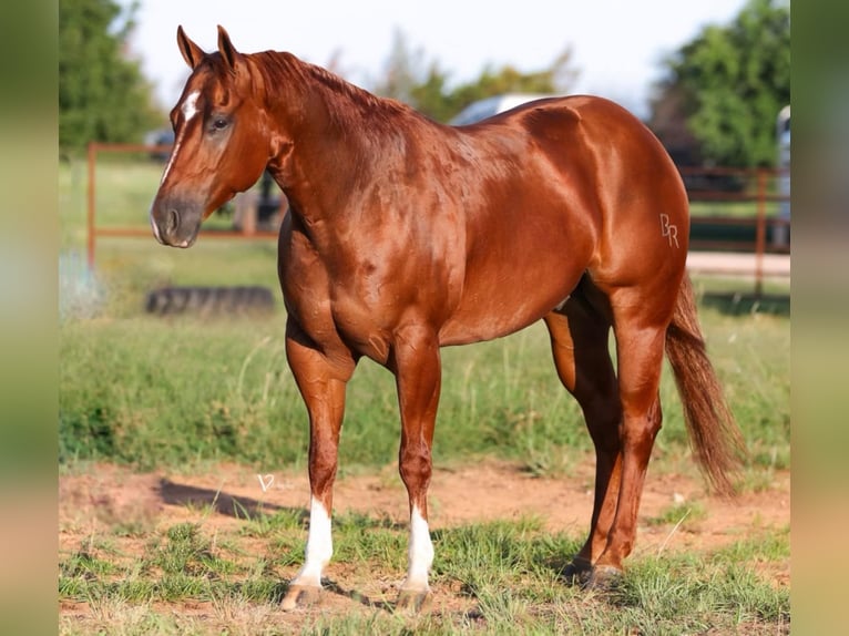 American Quarter Horse Castrone 5 Anni 155 cm Sauro ciliegia in Crowell