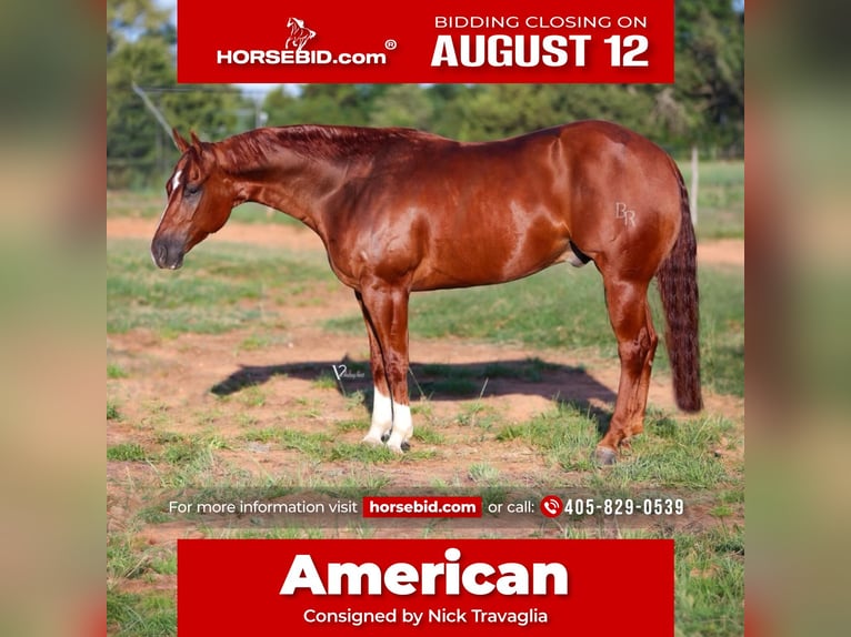 American Quarter Horse Castrone 5 Anni 155 cm Sauro ciliegia in Crowell