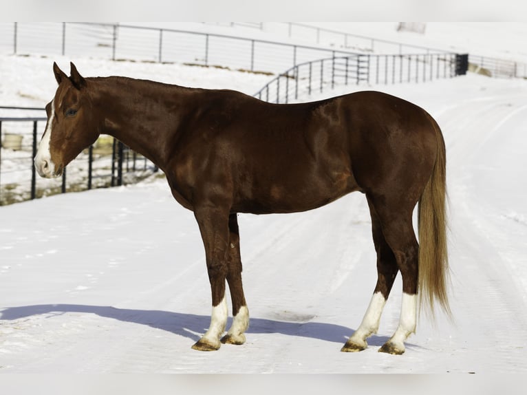 American Quarter Horse Castrone 5 Anni 155 cm Sauro ciliegia in Quitman