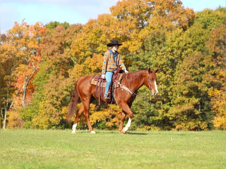 American Quarter Horse Castrone 5 Anni 155 cm Sauro ciliegia in Clarion