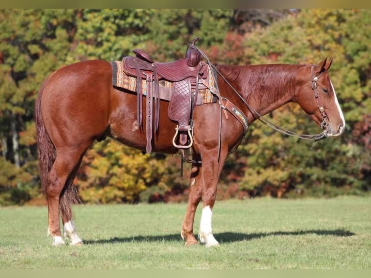 American Quarter Horse Castrone 5 Anni 155 cm Sauro ciliegia in Clarion