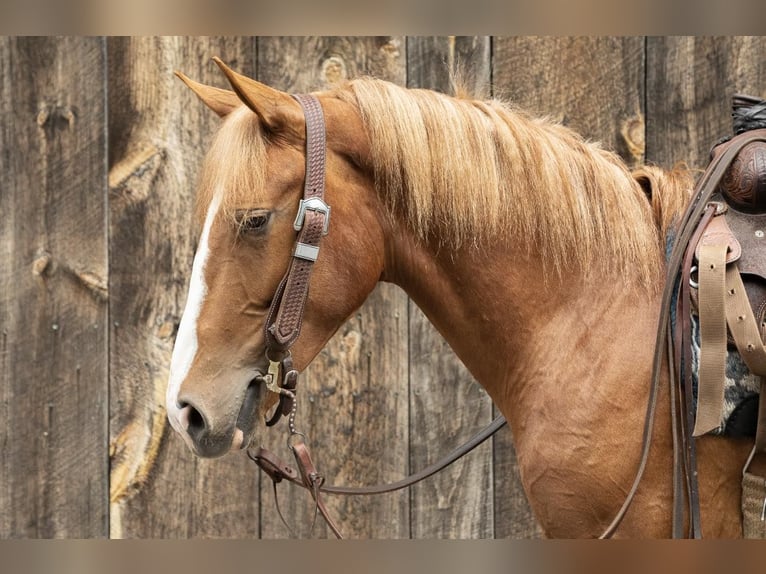 American Quarter Horse Castrone 5 Anni 155 cm Sauro ciliegia in Everett PA