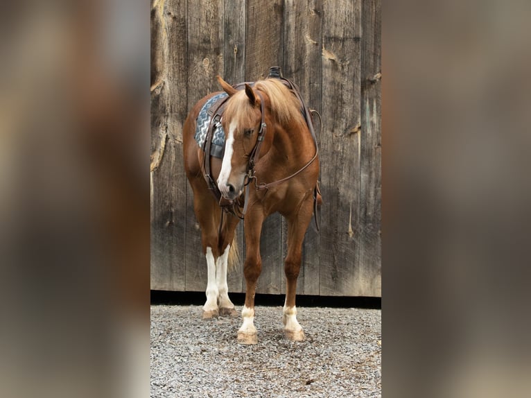 American Quarter Horse Castrone 5 Anni 155 cm Sauro ciliegia in Everett PA