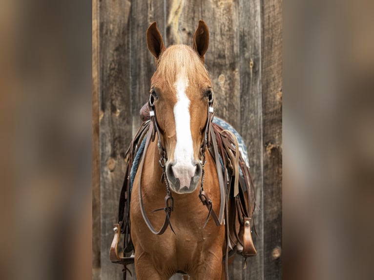 American Quarter Horse Castrone 5 Anni 155 cm Sauro ciliegia in Everett PA