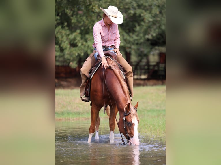 American Quarter Horse Castrone 5 Anni 155 cm Sauro ciliegia in Weatherford