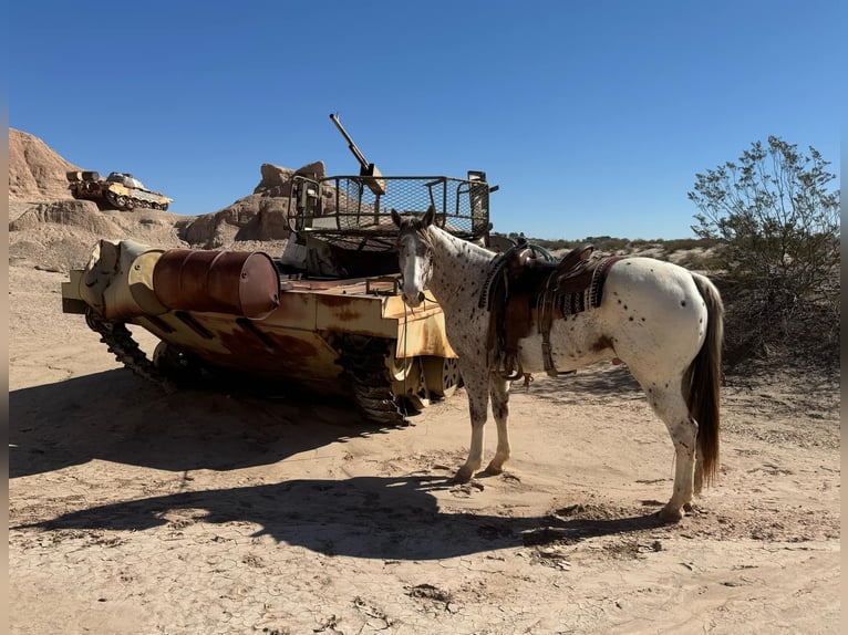 American Quarter Horse Castrone 5 Anni 155 cm Sauro scuro in El Paso TX