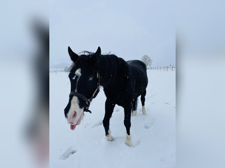 American Quarter Horse Mix Castrone 5 Anni 156 cm Morello in Künzell