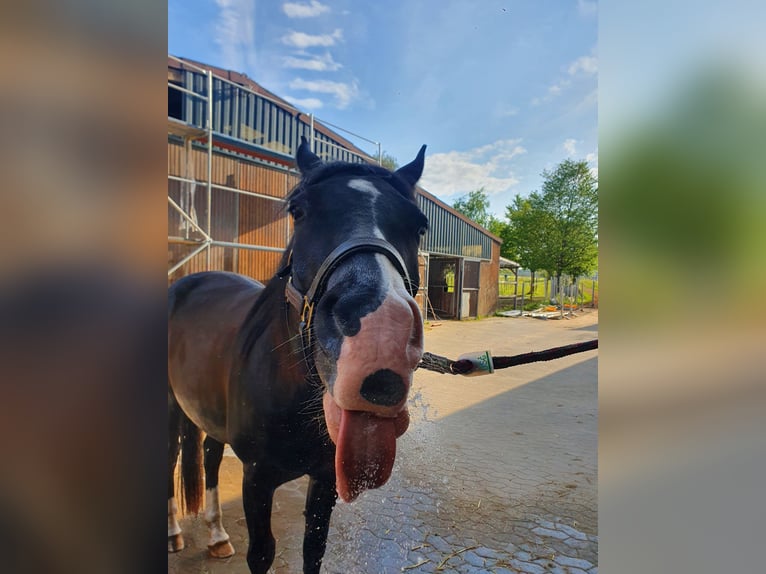 American Quarter Horse Mix Castrone 5 Anni 156 cm Morello in Künzell