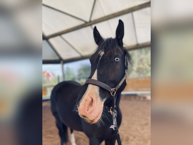 American Quarter Horse Mix Castrone 5 Anni 156 cm Morello in Künzell