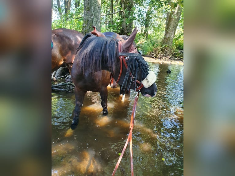 American Quarter Horse Mix Castrone 5 Anni 156 cm Morello in Künzell