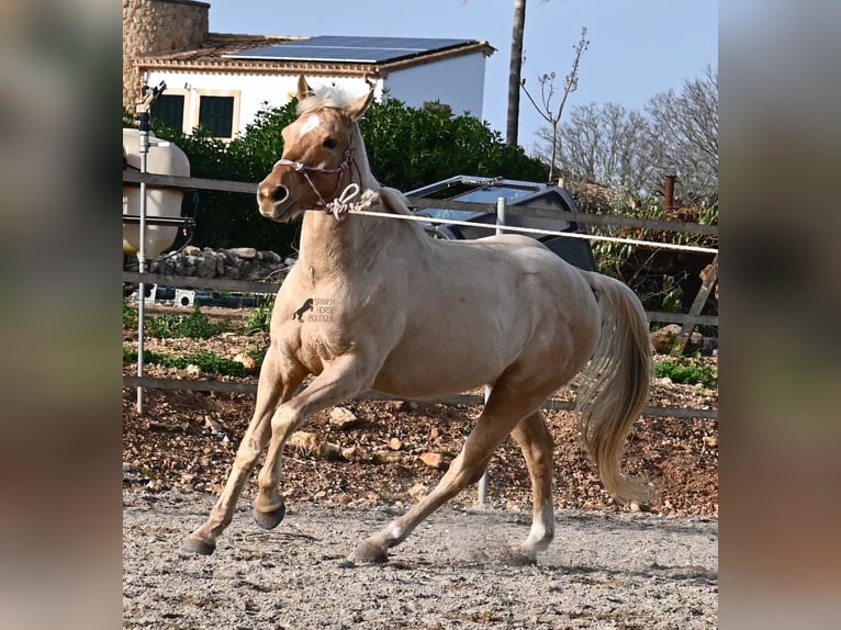 American Quarter Horse Castrone 5 Anni 156 cm Palomino in Mallorca