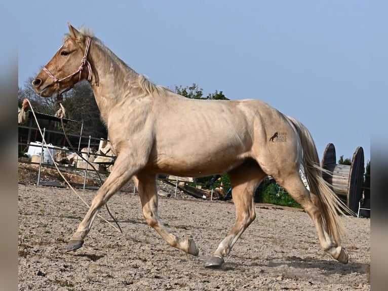 American Quarter Horse Castrone 5 Anni 156 cm Palomino in Mallorca