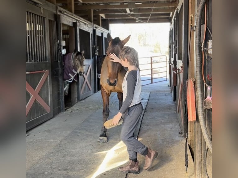 American Quarter Horse Mix Castrone 5 Anni 157 cm Baio ciliegia in Street, MD