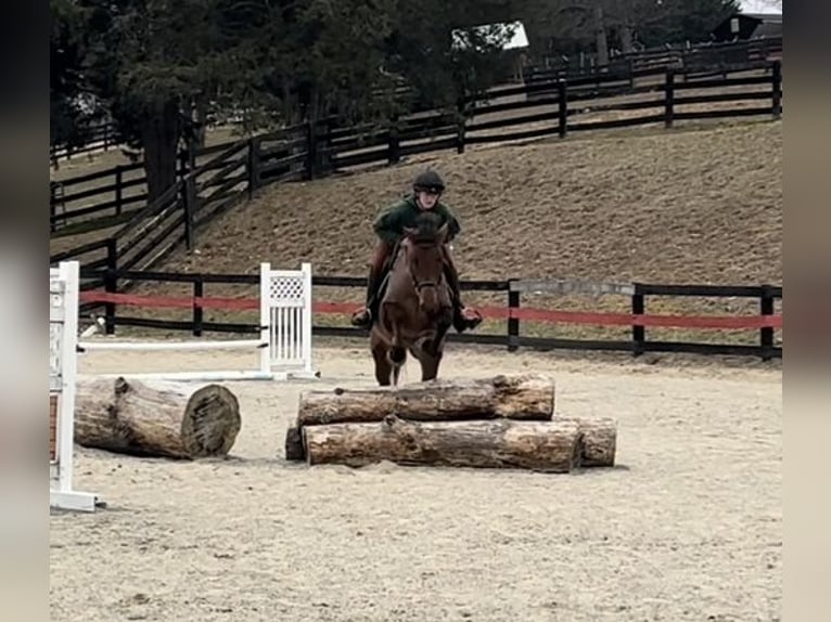 American Quarter Horse Mix Castrone 5 Anni 157 cm Baio ciliegia in Street, MD