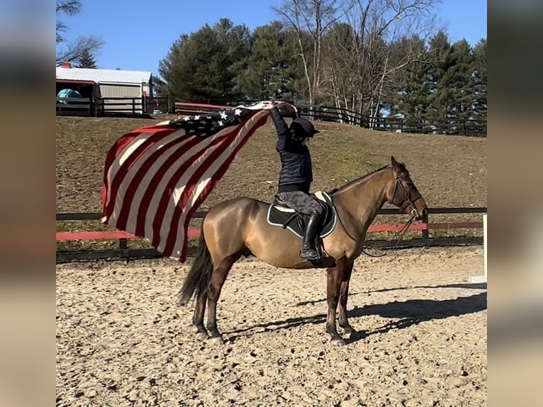 American Quarter Horse Mix Castrone 5 Anni 157 cm Baio ciliegia in Street, MD