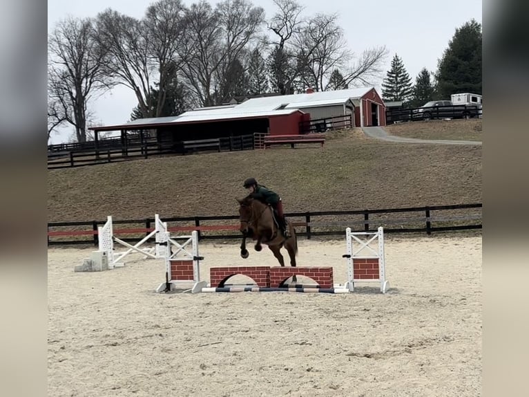 American Quarter Horse Mix Castrone 5 Anni 157 cm Baio ciliegia in Street, MD