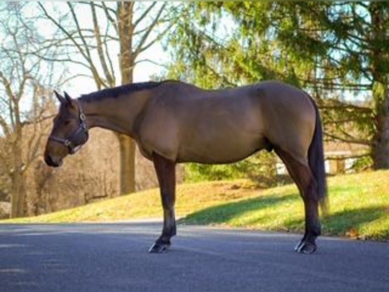 American Quarter Horse Mix Castrone 5 Anni 157 cm Baio ciliegia in Street, MD