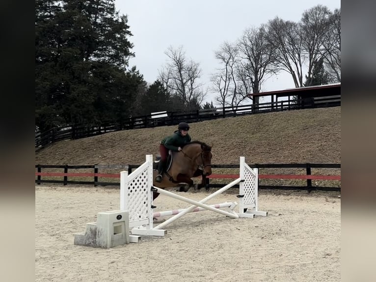 American Quarter Horse Mix Castrone 5 Anni 157 cm Baio ciliegia in Street, MD