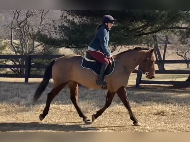 American Quarter Horse Mix Castrone 5 Anni 157 cm Baio ciliegia in Street, MD