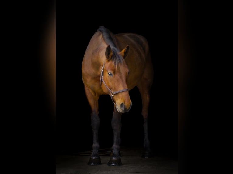 American Quarter Horse Mix Castrone 5 Anni 157 cm Baio ciliegia in Street, MD