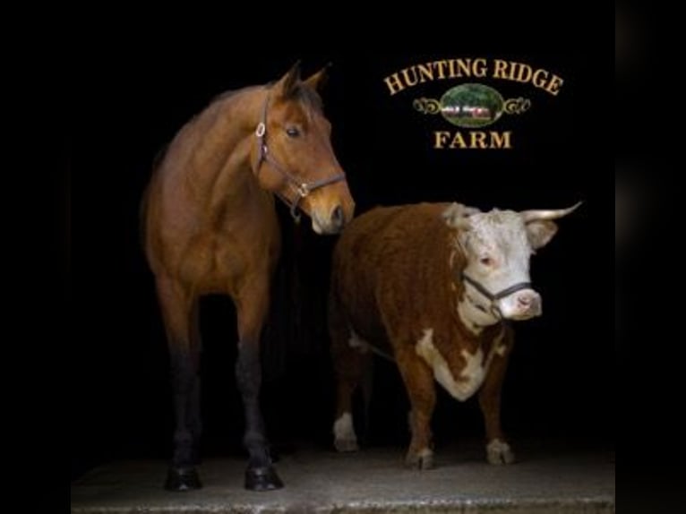 American Quarter Horse Mix Castrone 5 Anni 157 cm Baio ciliegia in Street, MD
