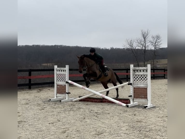 American Quarter Horse Mix Castrone 5 Anni 157 cm Baio ciliegia in Street, MD