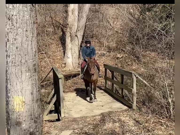 American Quarter Horse Mix Castrone 5 Anni 157 cm Baio ciliegia in Street, MD