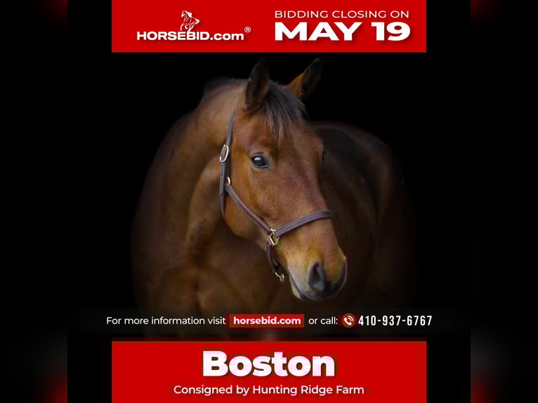 American Quarter Horse Mix Castrone 5 Anni 157 cm Baio ciliegia in Street, MD