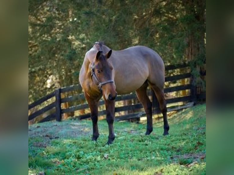 American Quarter Horse Mix Castrone 5 Anni 157 cm Baio ciliegia in Street, MD