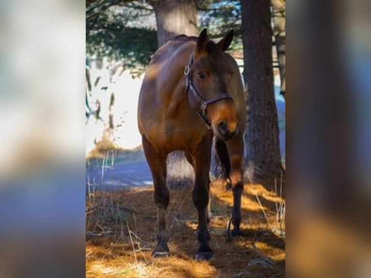 American Quarter Horse Mix Castrone 5 Anni 157 cm Baio ciliegia in Street, MD