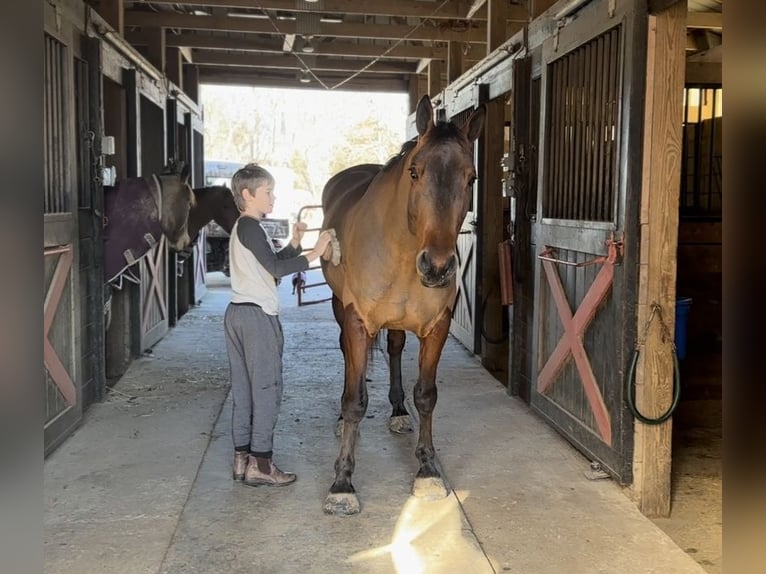 American Quarter Horse Mix Castrone 5 Anni 157 cm Baio ciliegia in Street, MD