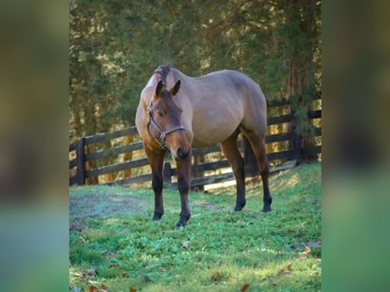 American Quarter Horse Mix Castrone 5 Anni 157 cm Baio ciliegia in Street, MD