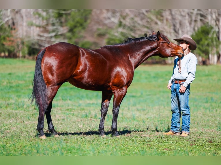American Quarter Horse Castrone 5 Anni 157 cm Baio ciliegia in Lyles