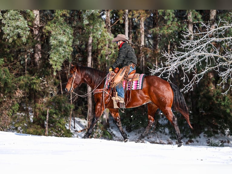American Quarter Horse Castrone 5 Anni 157 cm Baio ciliegia in Lyles