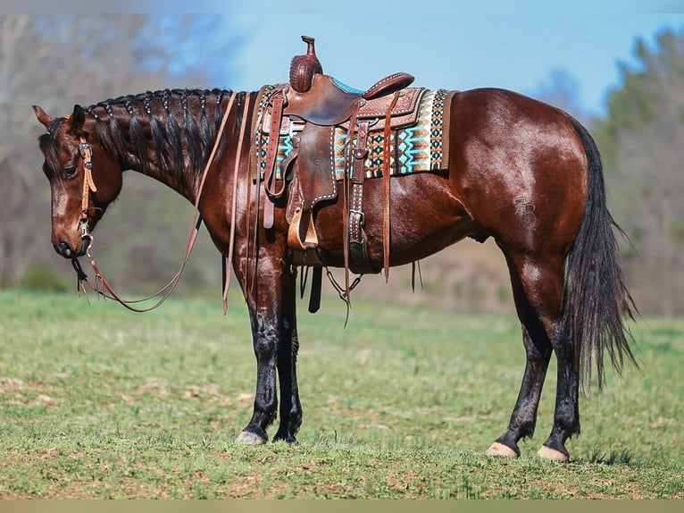 American Quarter Horse Castrone 5 Anni 157 cm Baio ciliegia in Lyles